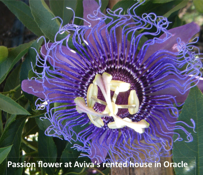 Passion Blooms in Oracle